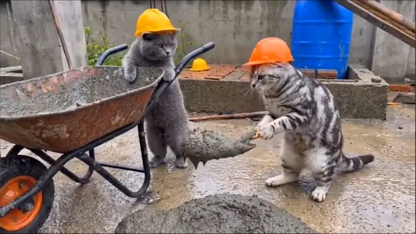 Two cats fighting at the construction site