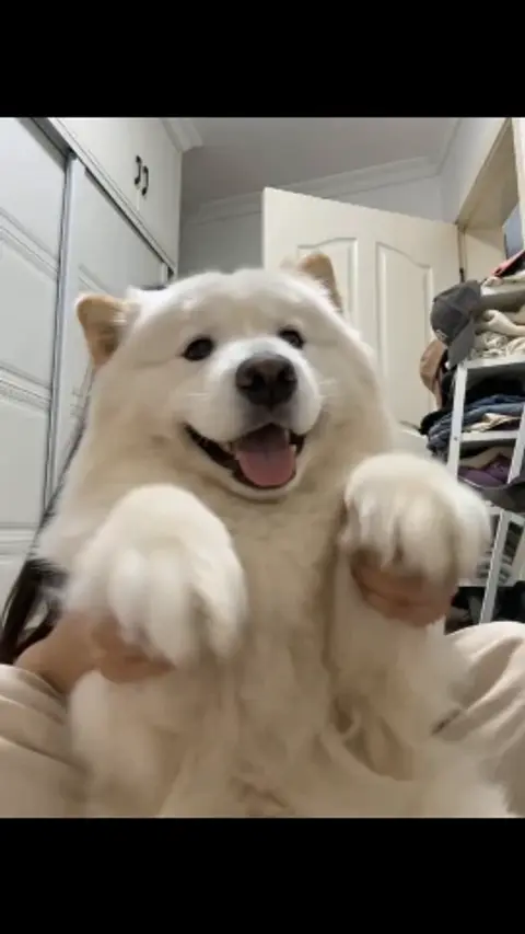 UGC Dancing Dog One Take